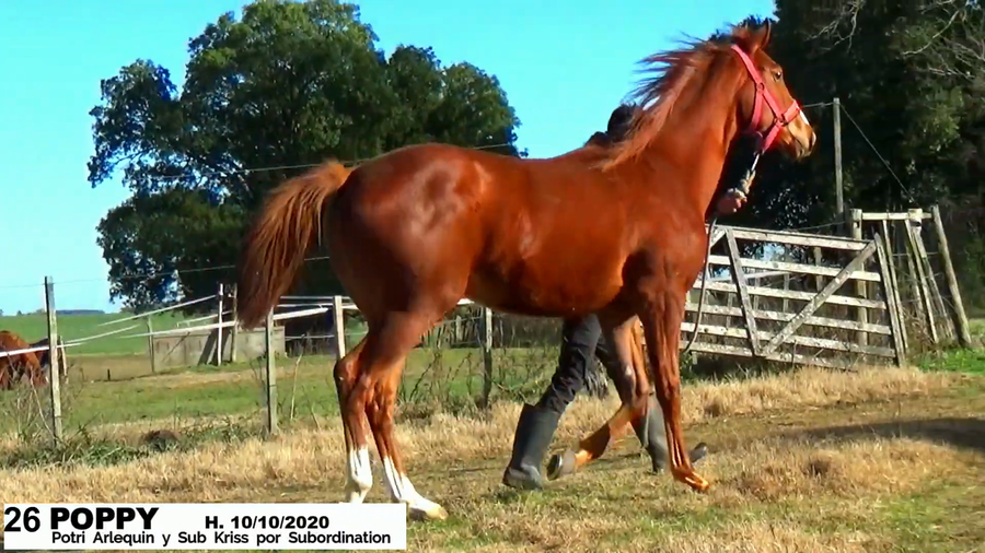 Lote POPPY - NO SALE A VENTA