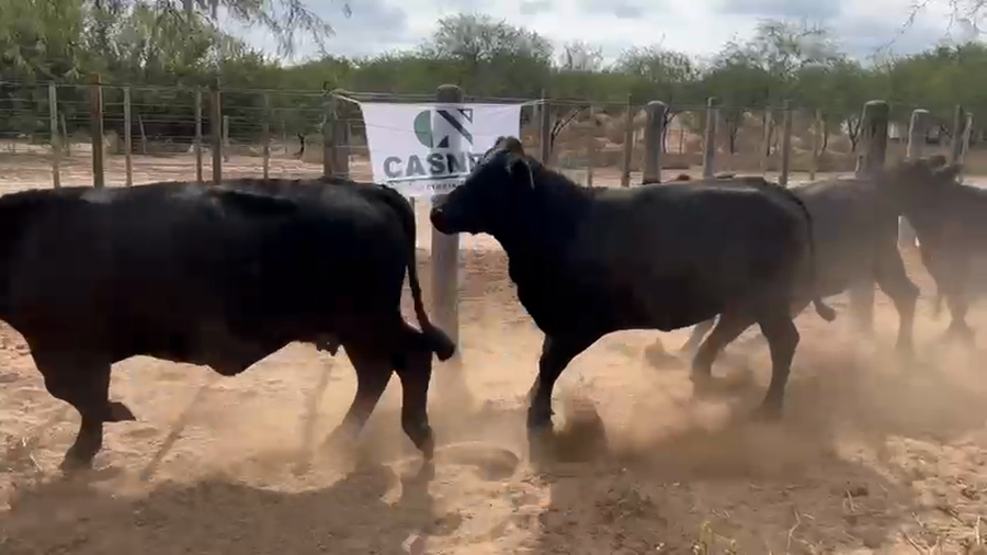 Lote 19 Vacas de invernar en Córdoba, Cruz del Eje