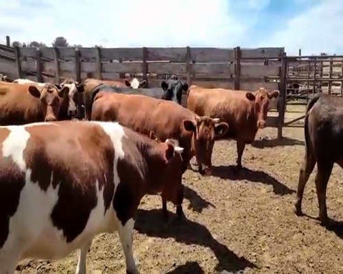 Lote 20 Vaquilla Gorda en Los Ángeles, VIII Región Biobío