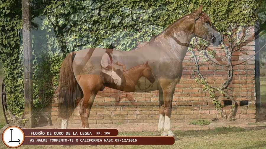 Lote FLORÃO DE OURO DE LA LEGUA