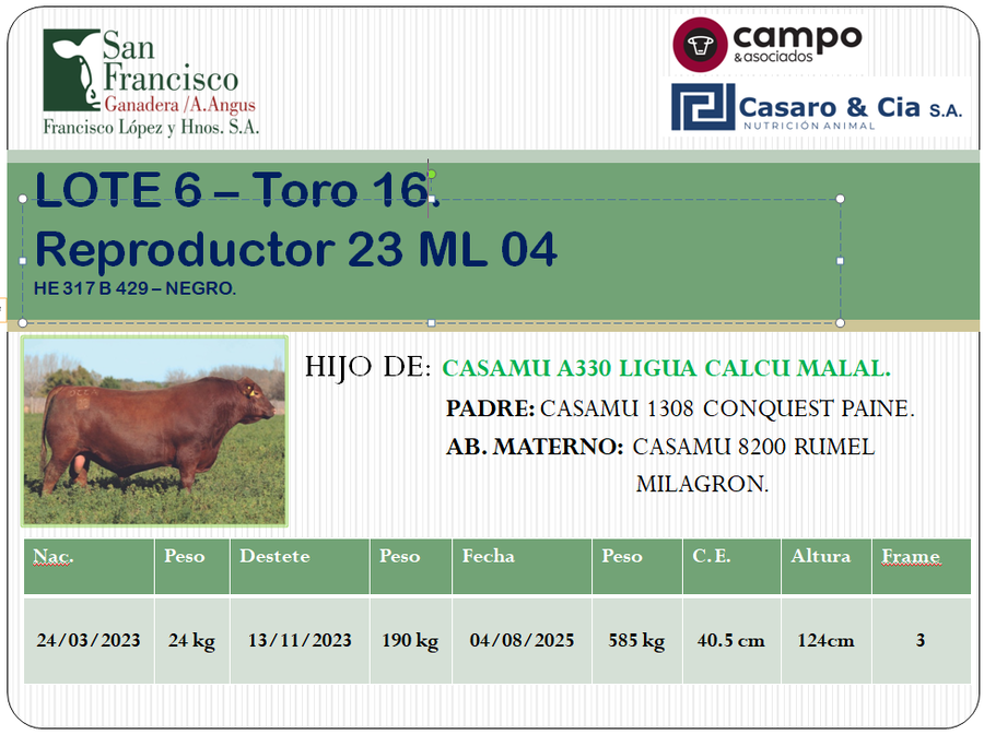 Lote TOROS ANGUS PC. San Francisco