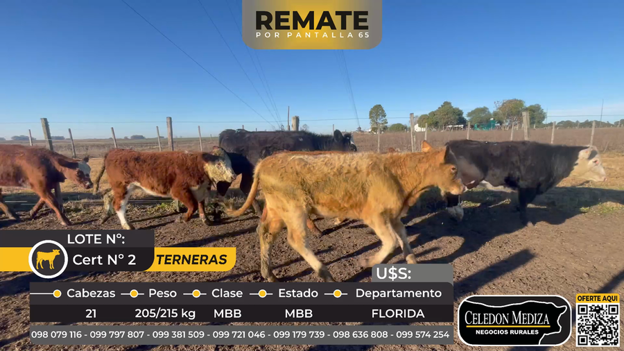Lote 21 Terneras en Florida