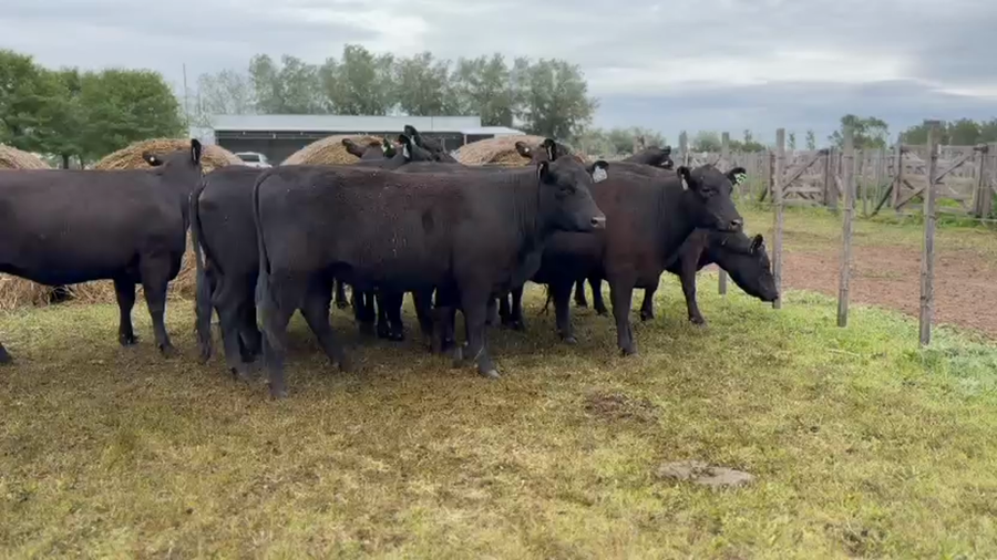 Lote 10 Vaquillonas preñadas