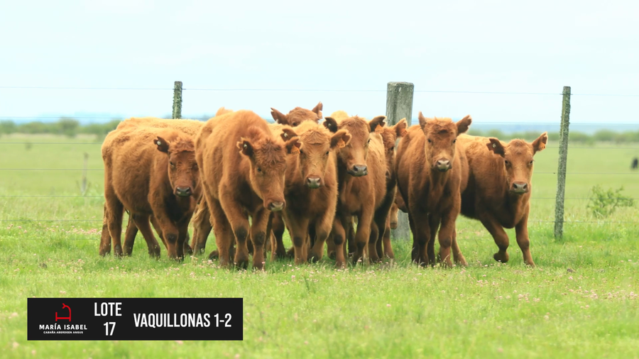 Lote 15 Vaquillonas coloradas
