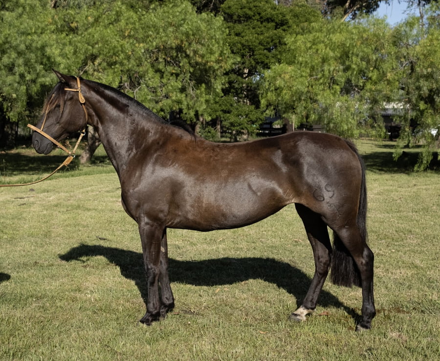 Lote PORAL ANDALUZA 691