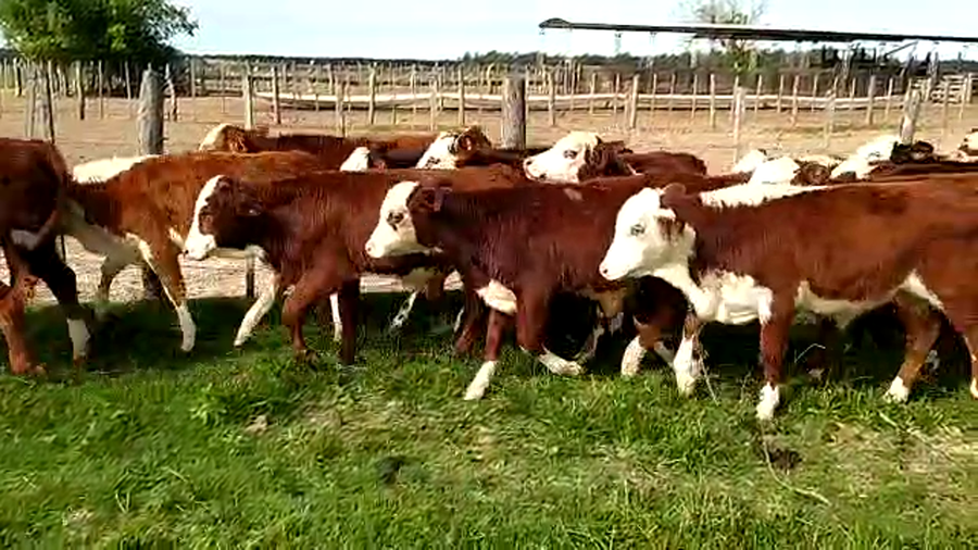 Lote 84 Terneros/as en Santa Rosa, Corrientes