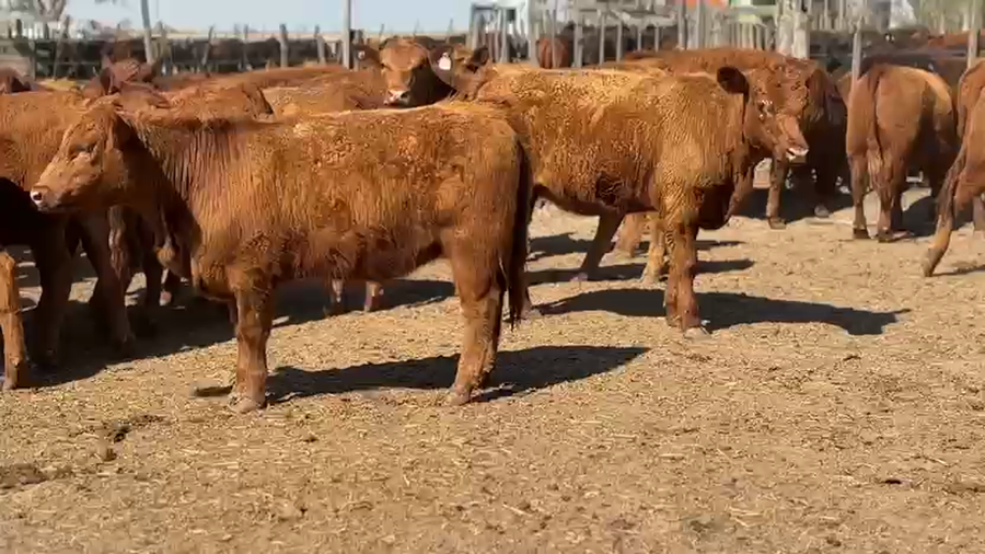 Lote 20 Vaquillonas en Laboulaye, Córdoba