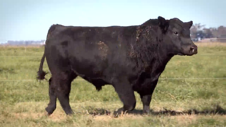 Lote Toros PP y PC a campo con DEPs