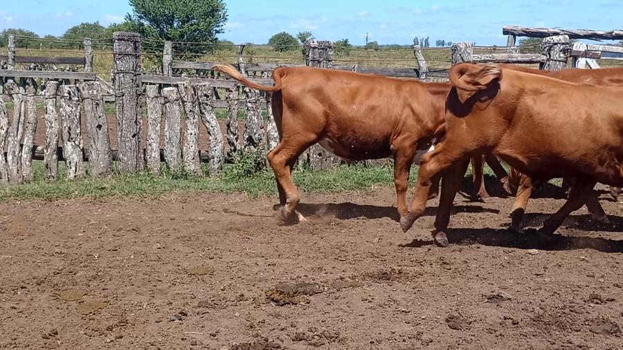 Lote 10 Novillitos en Corrientes, Monte Caseros