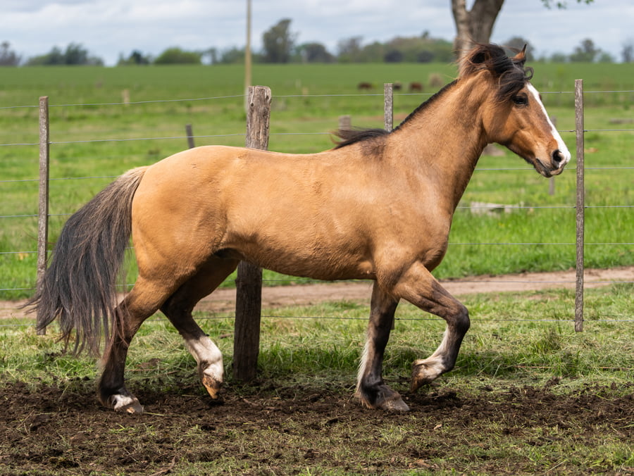 Lote Medianoche Aries