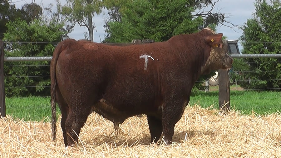 Lote TOROS P. HEREFORD PR
