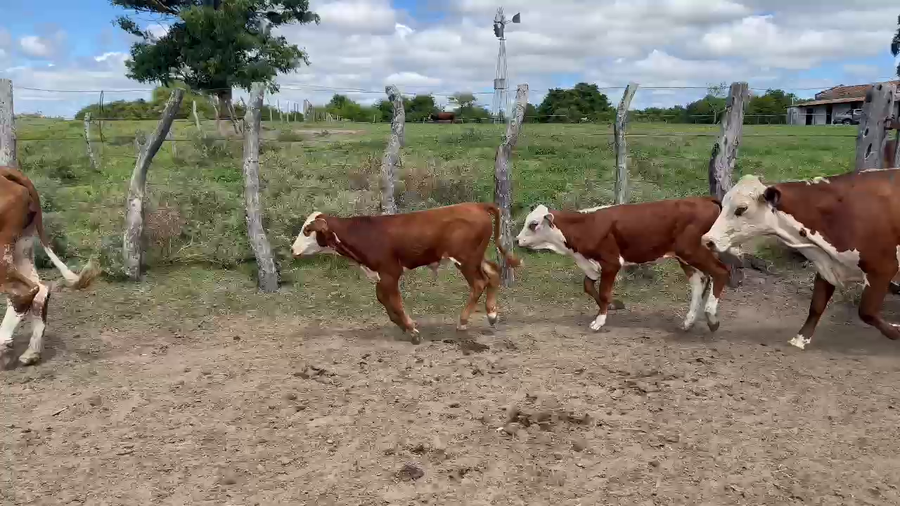 Lote 60 Vacas medio uso C/ cria a remate en 15 DE MARZO - San Nicolás - Expoagro, Corrientes