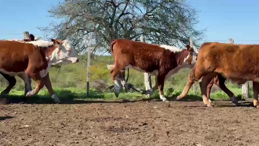 Lote 72 Terneros/as en Corrientes, Curuzú-Cuatiá