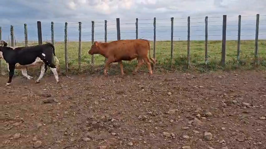 Lote NOVILLOS
