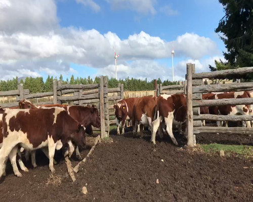 Lote 50 Novillo Engorda en Coyhaique, XI Región Aysén