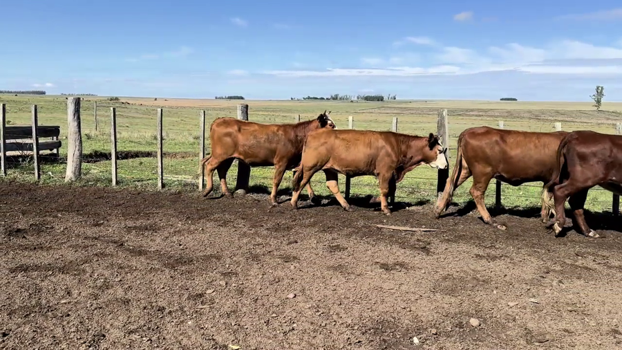Lote VAQUILLONAS 1 A 2 AÑOS