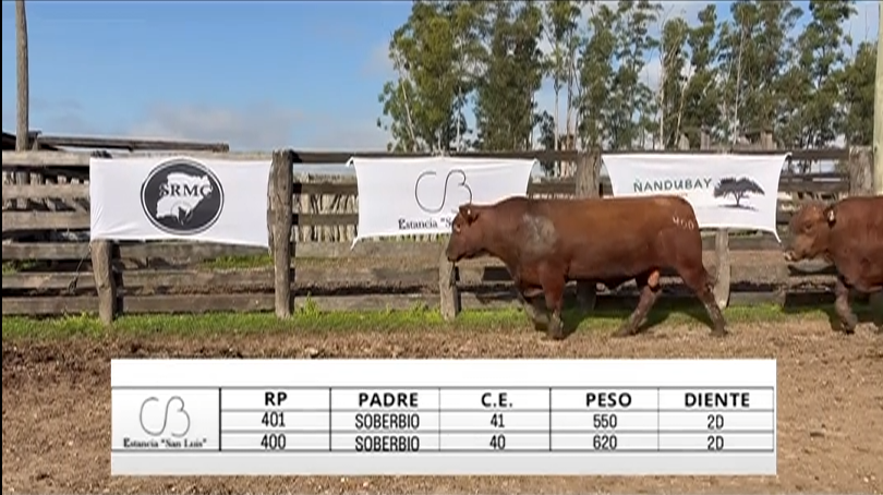 Lote TOROS BRANGUS "SAN LUIS"