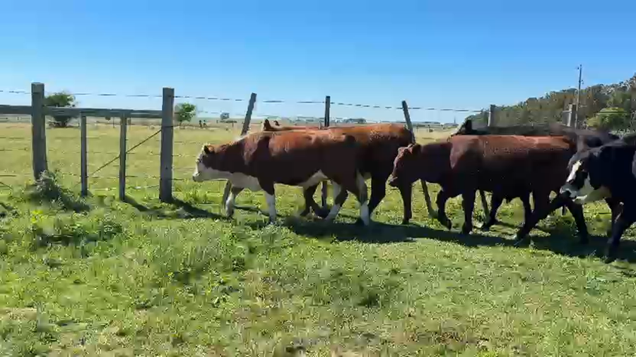 Lote NOVILLOS 1 a 2 AÑOS