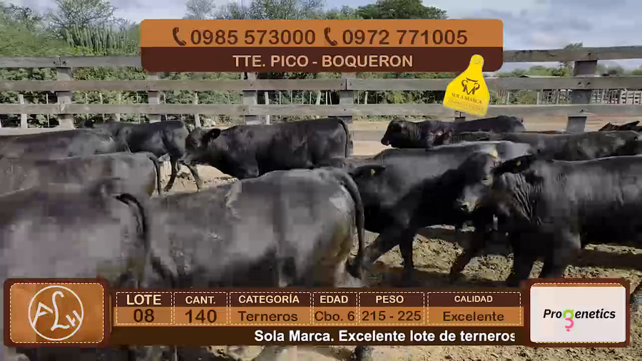 Lote Lote 8