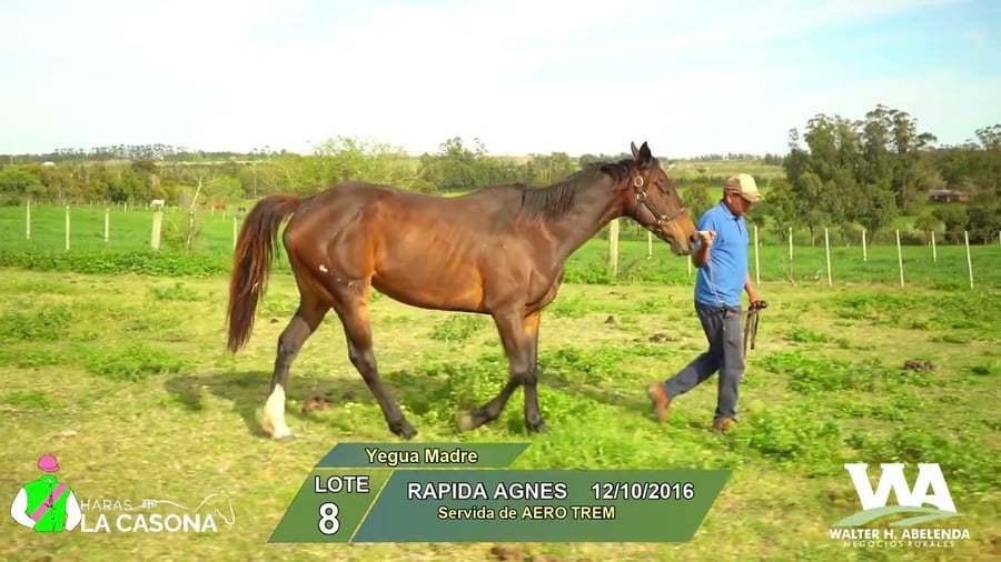 Lote RAPIDA AGNES