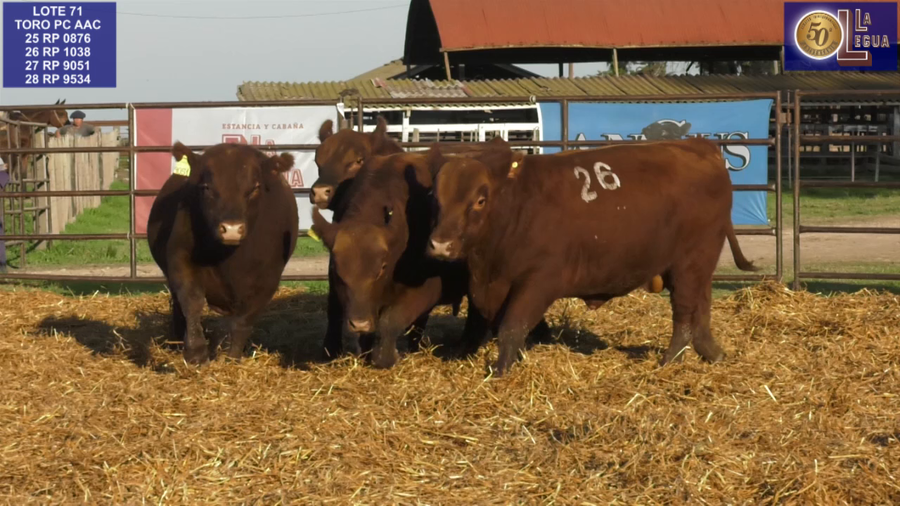 Lote TOROS ANGUS COLORADOS PC