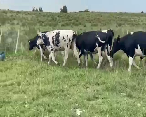 Lote (Vendido)6 Vaquillonas 1 a 2 años HOL a remate en Entre Martillos 424kg -  en RUTA 45