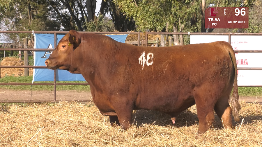 Lote TOROS ANGUS COLORADOS  PC