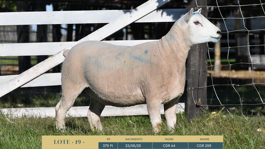 Lote Lote 19