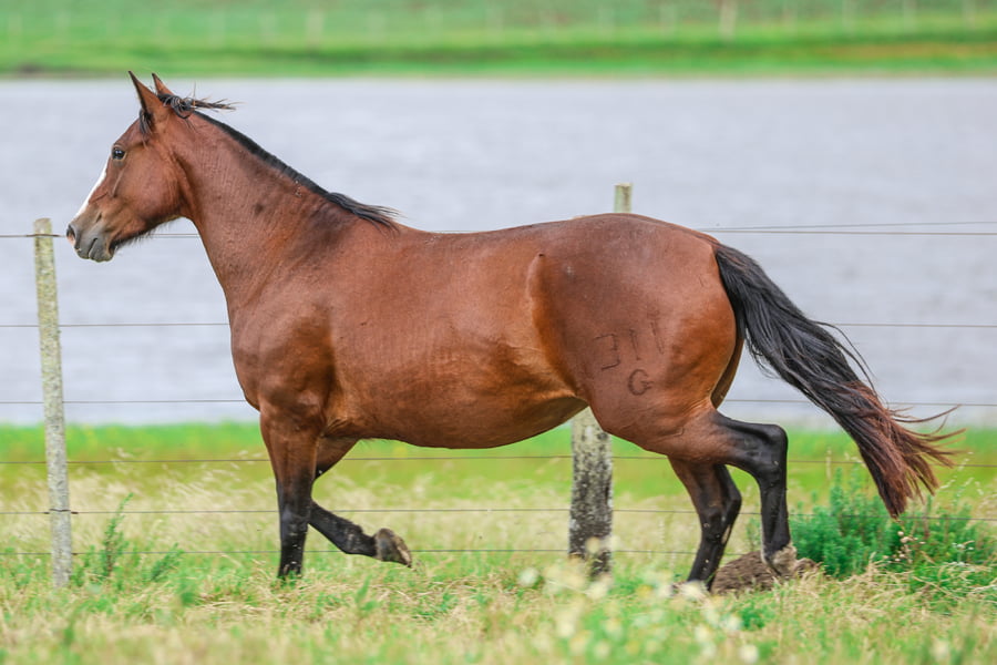 Lote CATANDUVA BALAQUERA