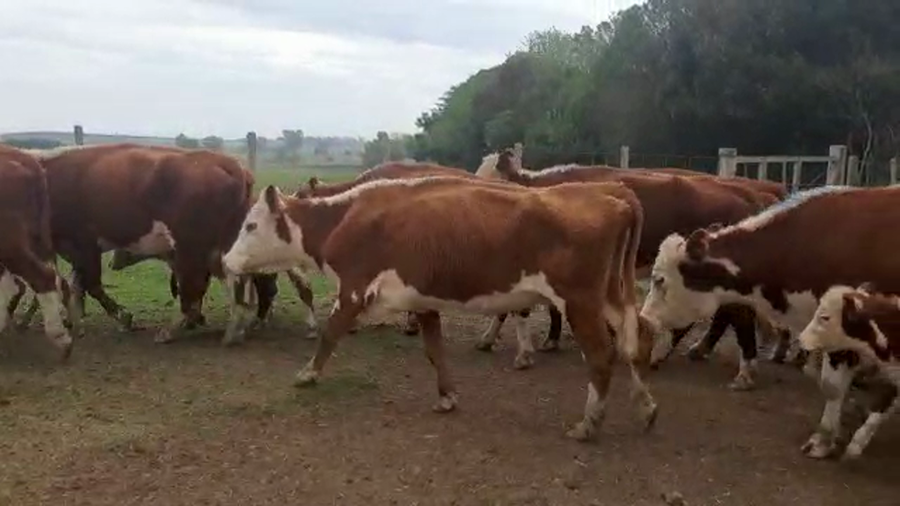 Lote 18 piezas de cria Hereford
