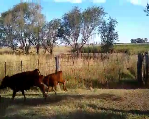 Lote 70 Terneros/as en Buenos Aires, Pehuajó