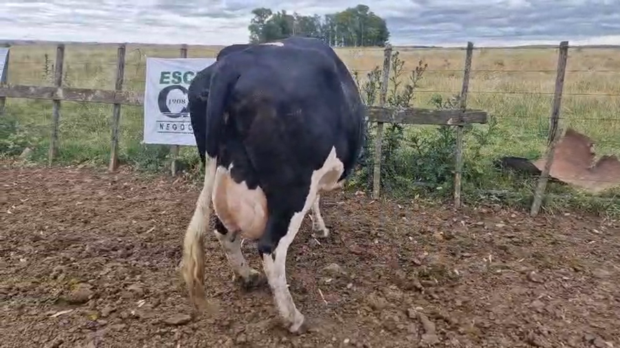 Lote Vaca a remate en Ultima pantalla del año - Escritorio Camy 520kg - , San José