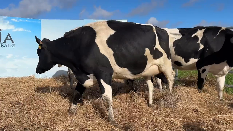 Lote VACAS PARIDAS CABAÑA MANGADO