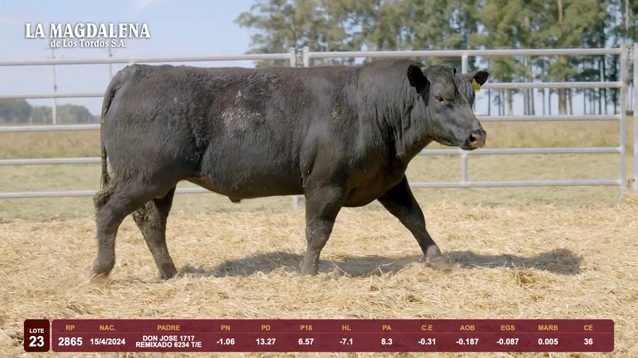 Lote Lote 23 - Angus