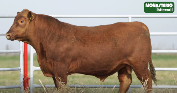 Lote TOROS GENERALES, CONTROLADOS Y REGISTRADOS