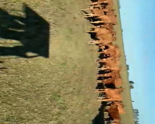 Lote 39 Vaquillonas en Piedritas, Buenos Aires