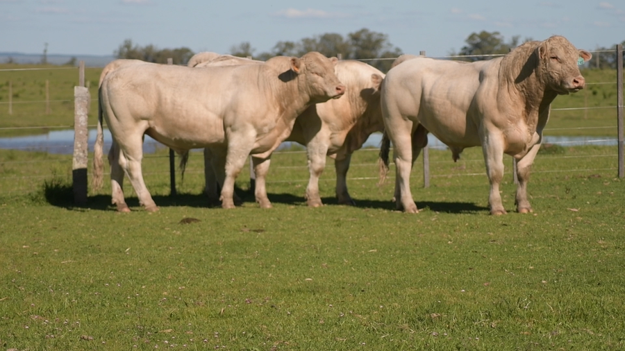 Lote 2 AÑOS 1/2 P.I