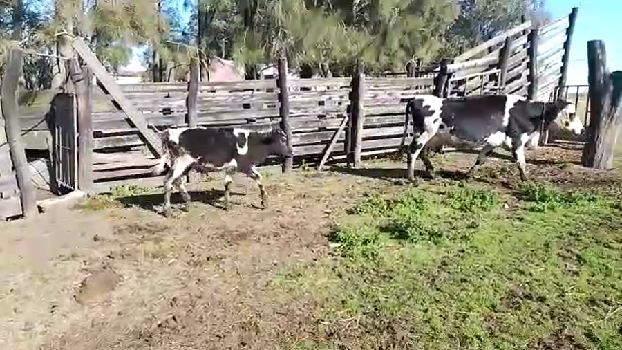 Lote 2 Piezas de cría a remate en PANTALLA CAMY, San José