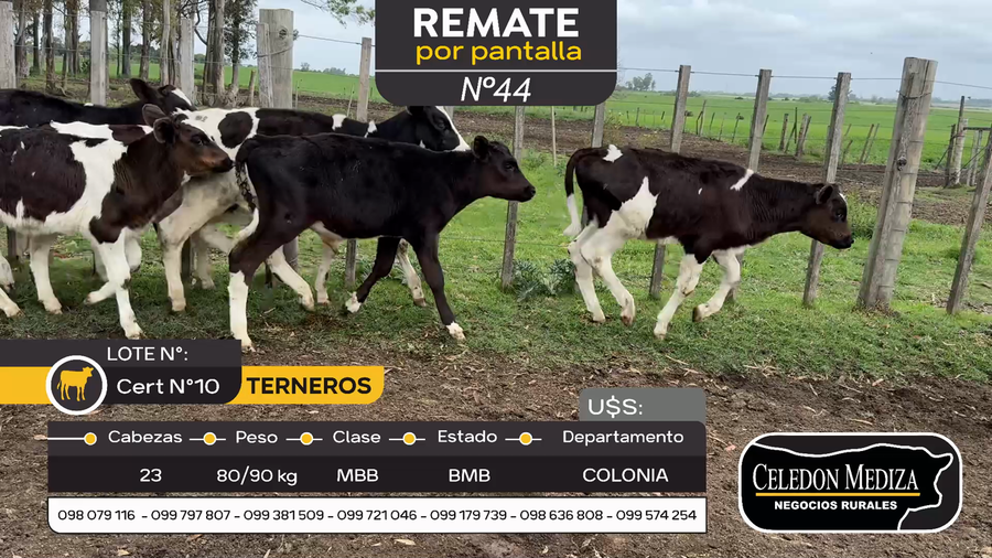 Lote 23 Terneros en Otra Localidad, Colonia