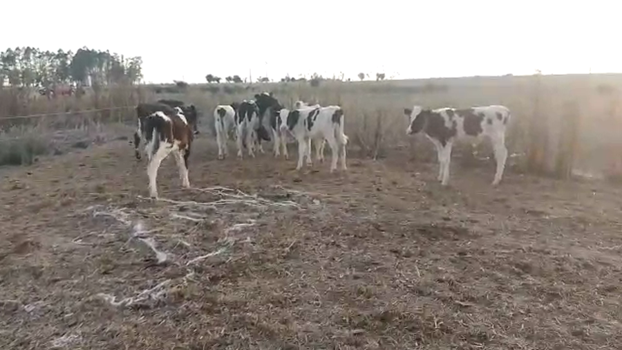 Lote 10 Terneros Hol