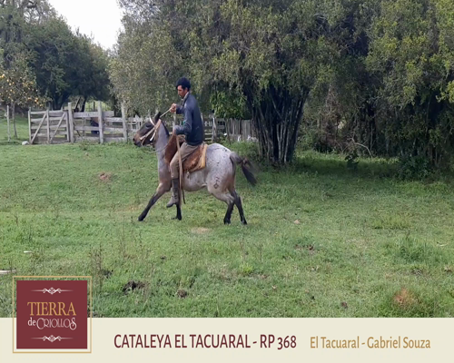 Lote Cataleya El Tacuaral (RP 368) - Cabaña El Tacuaral
