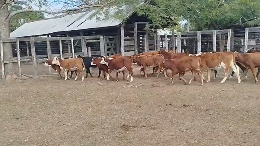 Lote 145 Terneros/as