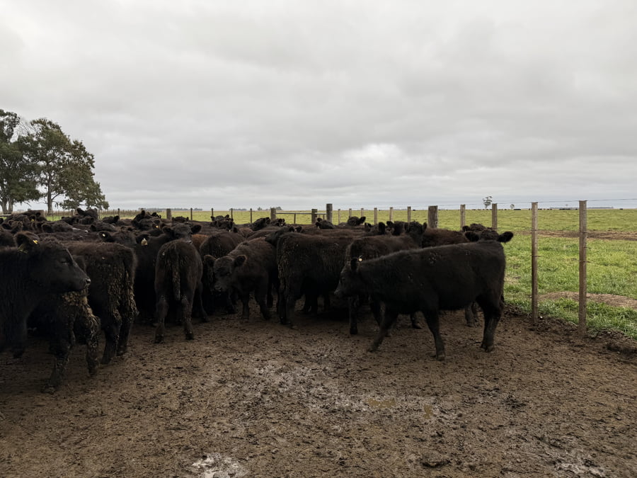 Lote 67 Terneros en Coronel Dorrego