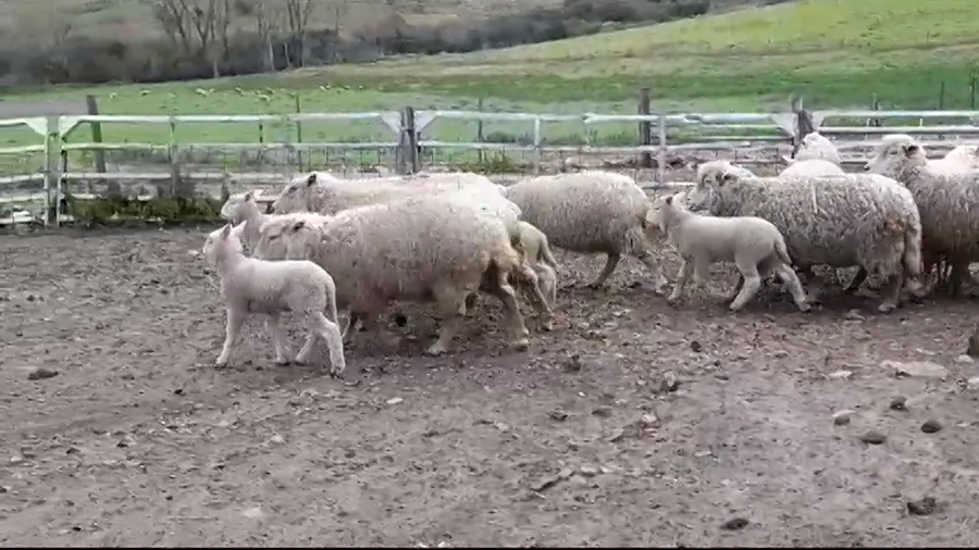 Lote (Vendido)18 Piezas de cría HIGHLANDER a remate en #35 Pantalla Carmelo en BARKER