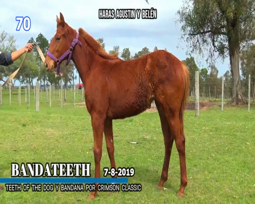 Lote BANDATHEETH