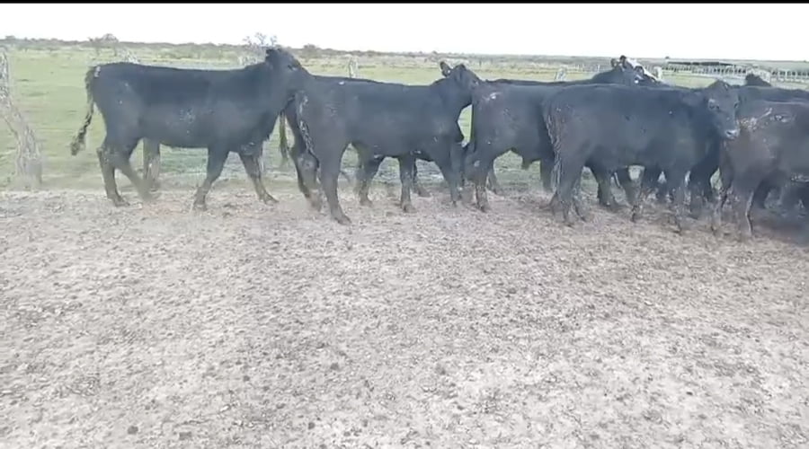 Lote 185 Novillos en Corrientes, Curuzú-Cuatiá