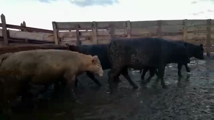 Lote 20 Vaquilla Gorda en Los Ángeles, VIII Región Biobío