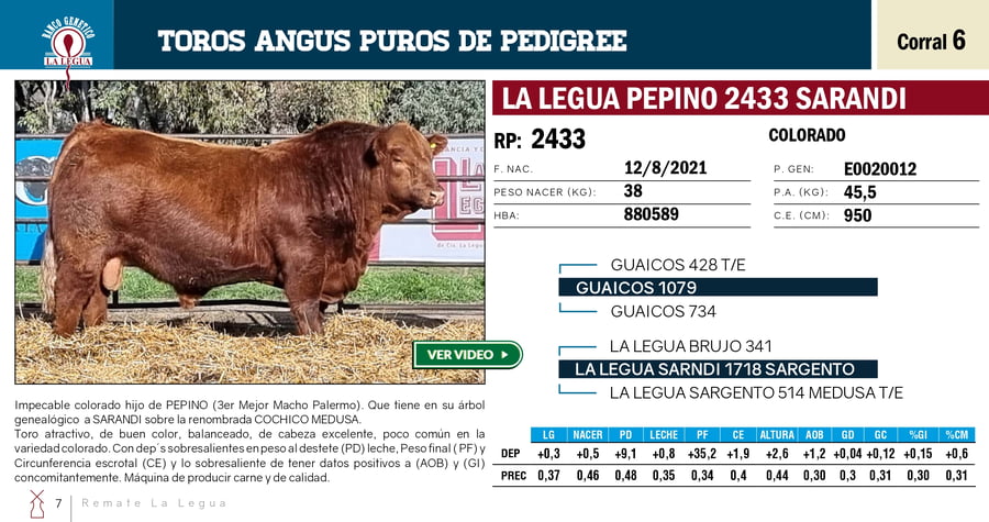 Lote TOROS PP