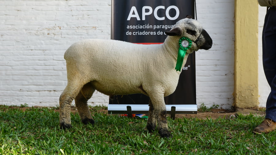 Lote Hampshire Down Expo Internacional 2022 - Lote 12