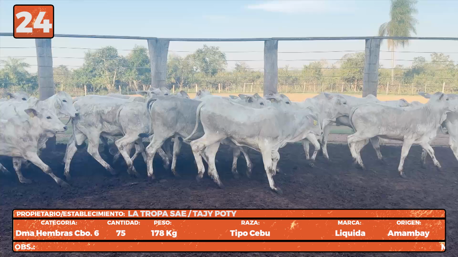 Lote LOTE 24